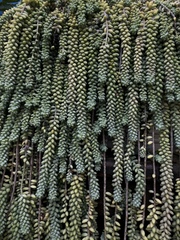 Sedum burrito