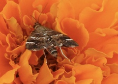 Hymenia