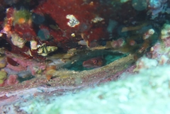 Lepadogaster candolii