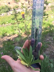 Raillardella scaposa