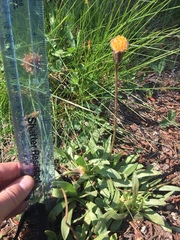 Raillardella scaposa