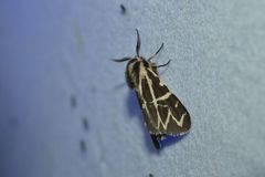 Apantesis nevadensis