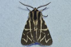 Apantesis nevadensis