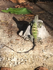 Ctenosaura similis similis