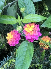 Lantana camara