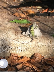 Ctenosaura similis similis