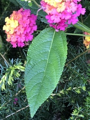 Lantana camara