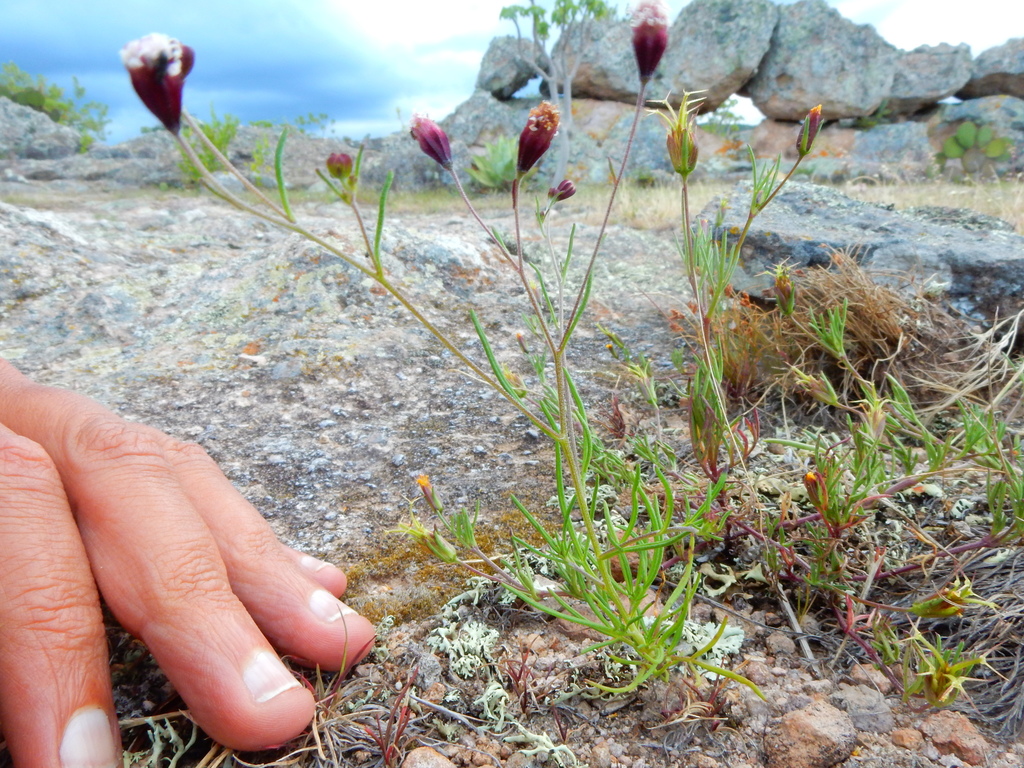 Florestina purpurea
