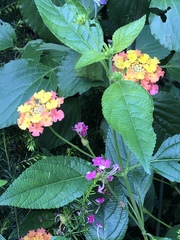 Lantana camara