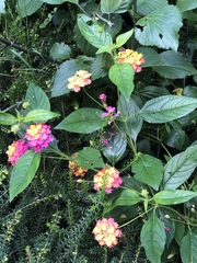 Lantana camara