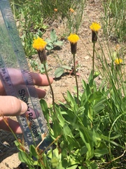 Raillardella scaposa