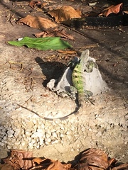 Ctenosaura similis similis