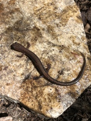 Plethodon sherando