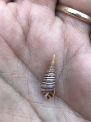 Pyramidella dolabrata