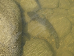 Necturus maculosus