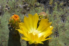 Opuntieae