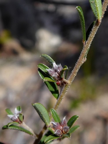Image of Pultenaea linophylla by (c) Max Campbell, some rights reserved (CC BY)