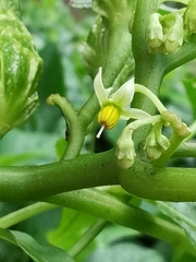Solanum trizygum