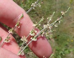 Eriogonum polycladon