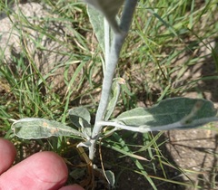 Eriogonum polycladon