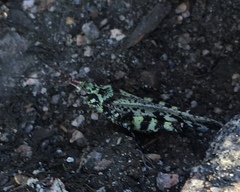 Spharagemon marmorata marmorata