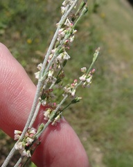 Eriogonum polycladon