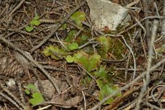Marchantia polymorpha montivagans