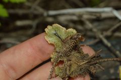 Marchantia polymorpha montivagans