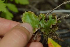 Marchantia polymorpha montivagans