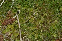 Marchantia polymorpha montivagans