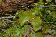 Marchantia polymorpha montivagans
