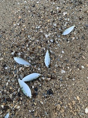 Opisthonema oglinum