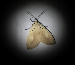Asota iodamia
