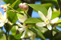 Citrus × taitensis