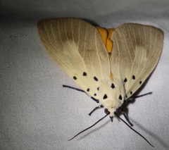 Asota iodamia