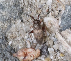 Spanagonicus albofasciatus