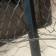 Lissonotus flavocinctus