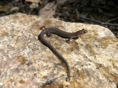 Plethodon sherando