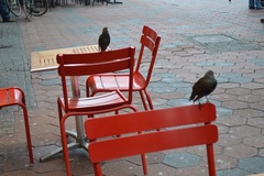 Sturnus vulgaris