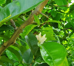 Citrus × taitensis