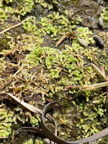 Riccia huebeneriana ssp. sullivantii