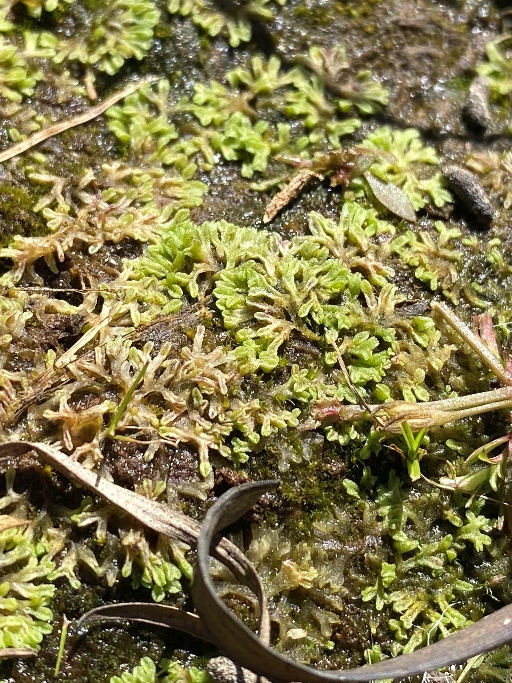 Riccia huebeneriana ssp. sullivantii