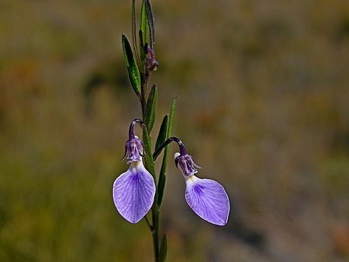 Image of Pigea vernonii by (c) Max Campbell, some rights reserved (CC BY)