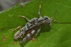 Buckellacris chilcotinae