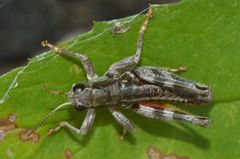 Buckellacris chilcotinae