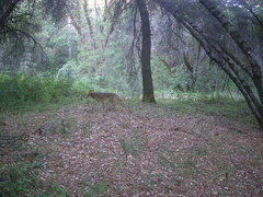 Canis latrans ochropus