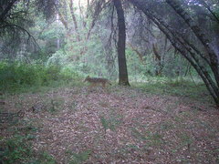 Canis latrans ochropus