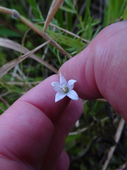 Campanula aparinoides