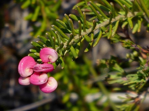 Image of Grevillea lanigera by (c) Max Campbell, some rights reserved (CC BY)