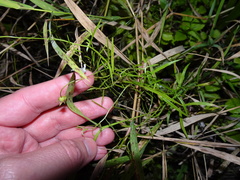 Campanula aparinoides